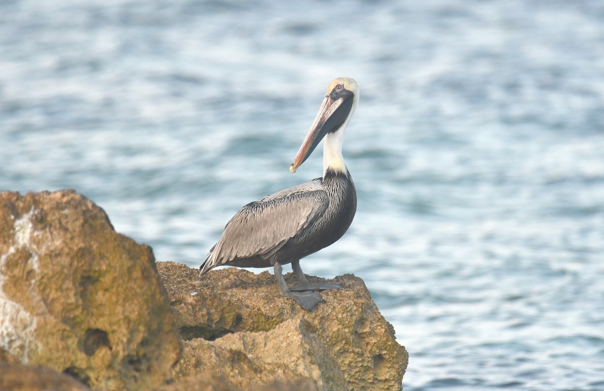 Brown Pelican - ML643437211
