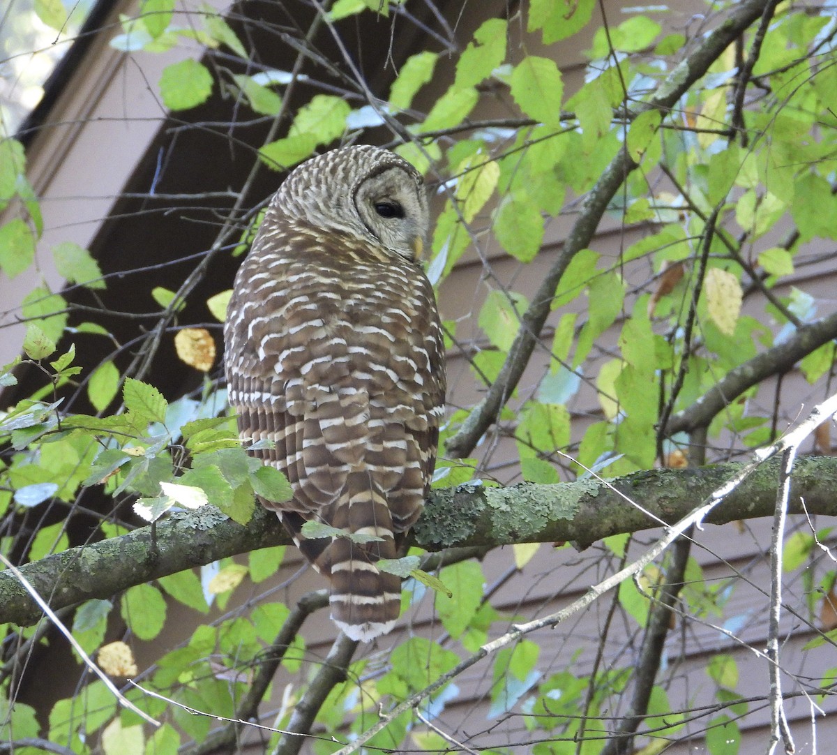 Barred Owl - ML643437222