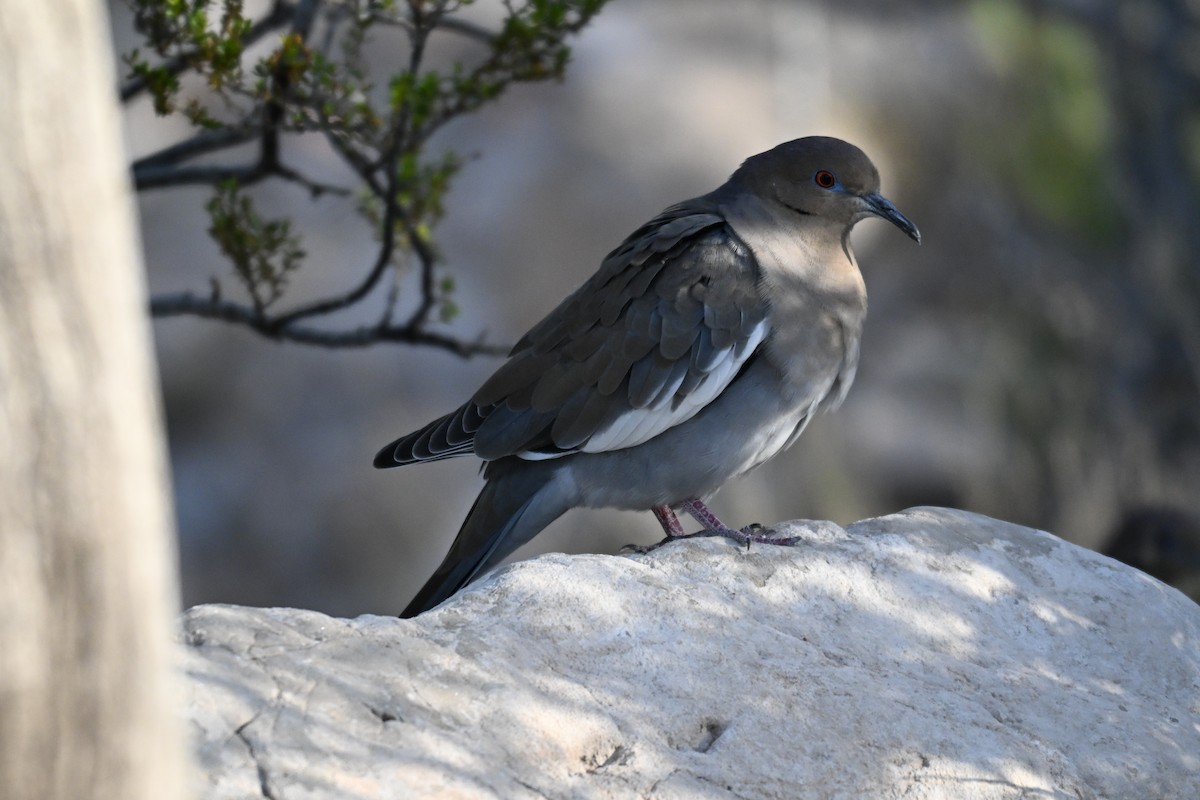 Белокрылая горлица - ML643437228