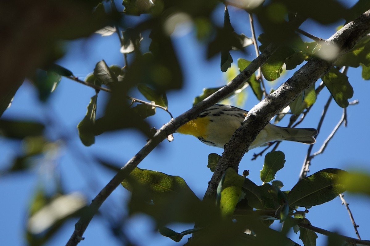 Goldkehl-Waldsänger - ML643437240