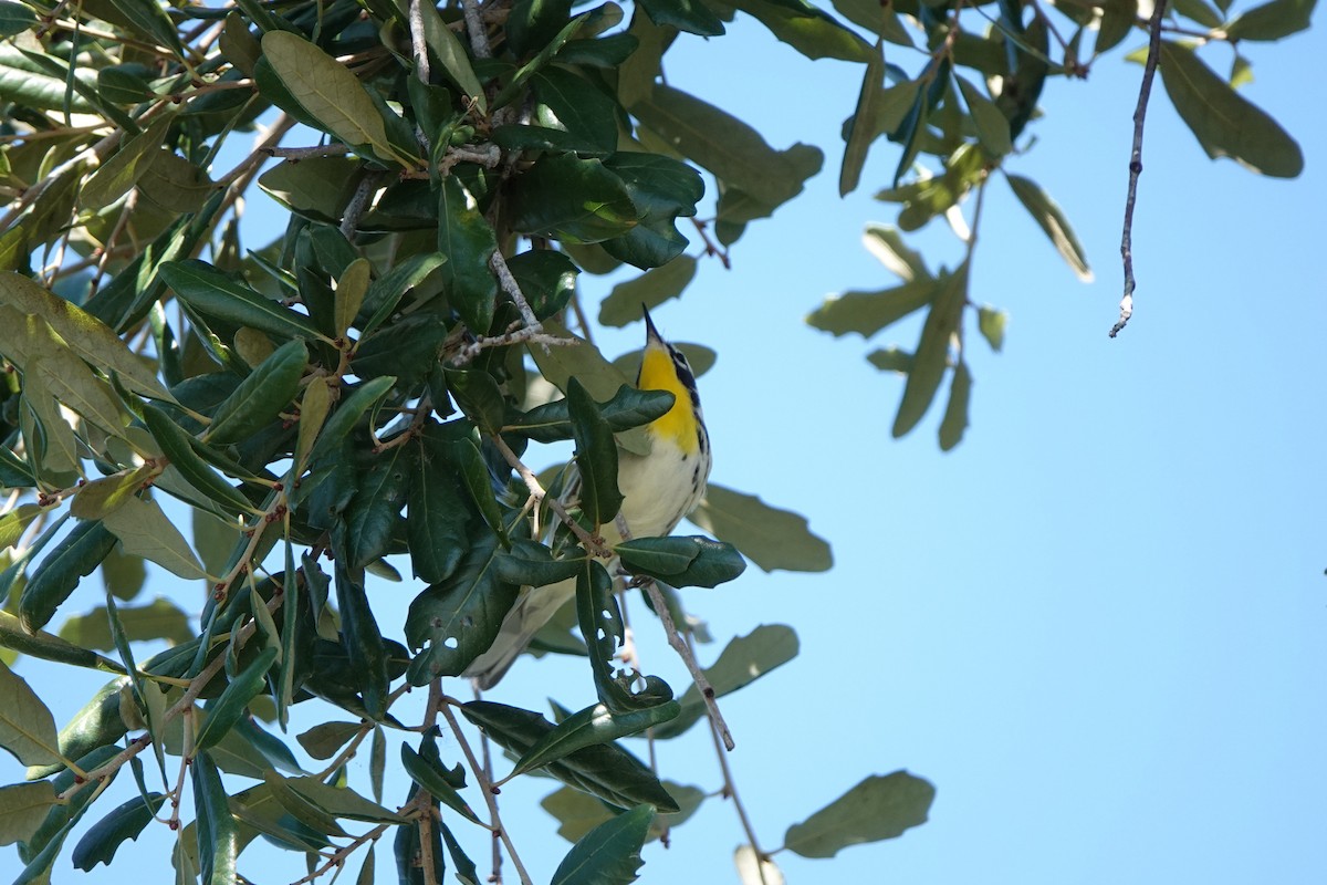 Goldkehl-Waldsänger - ML643437241