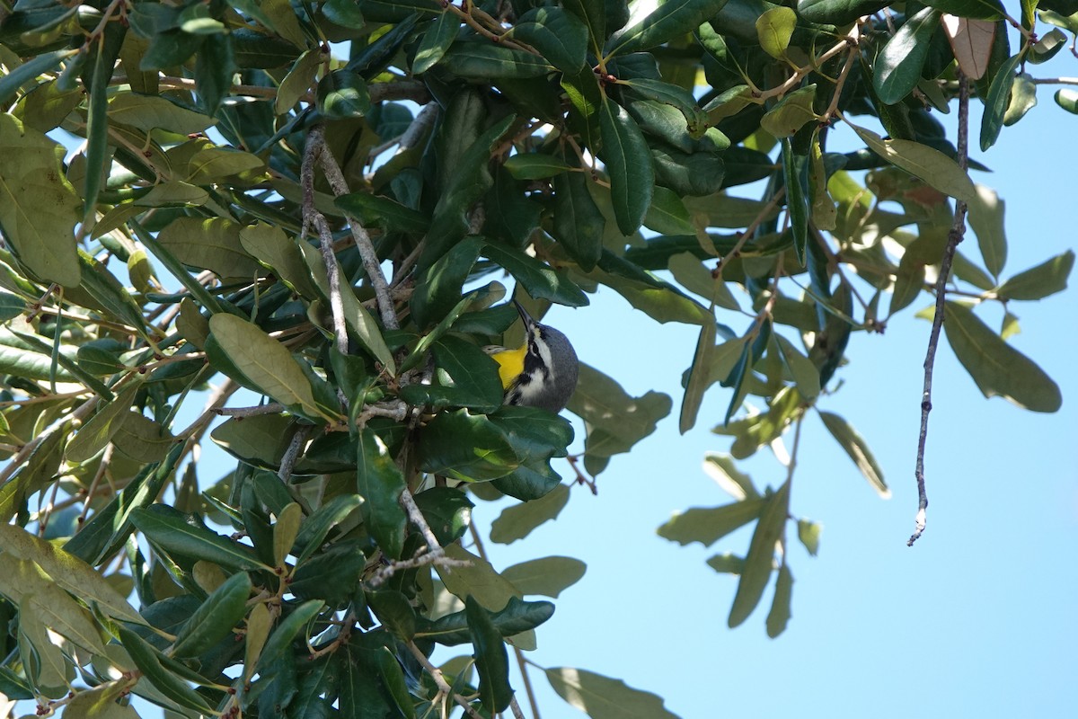 Goldkehl-Waldsänger - ML643437242