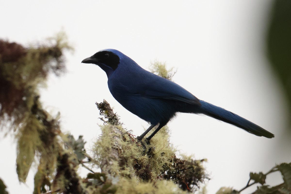 White-collared Jay - ML643437243