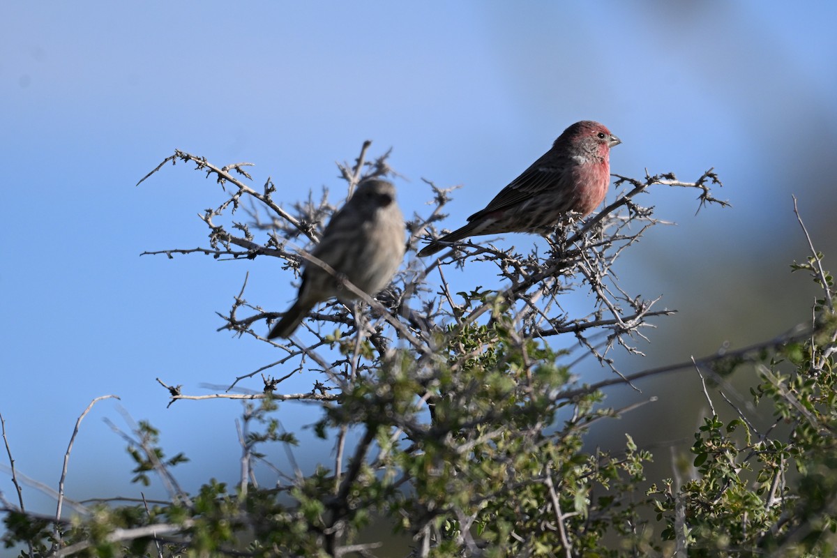 Мексиканская чечевица - ML643437255