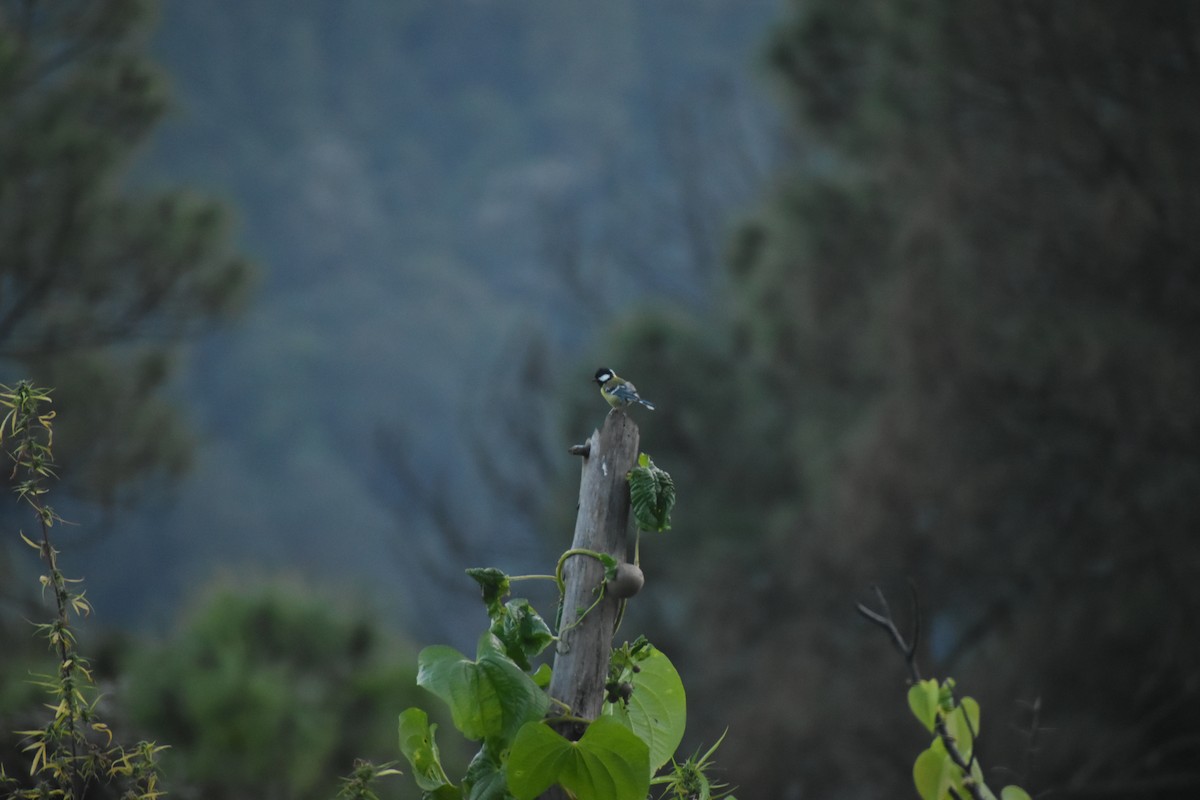 Green-backed Tit - ML643437271