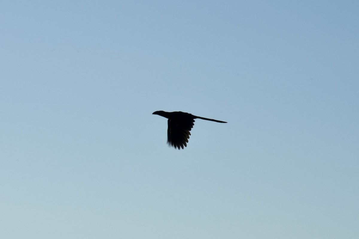 Большая ани - ML643437273