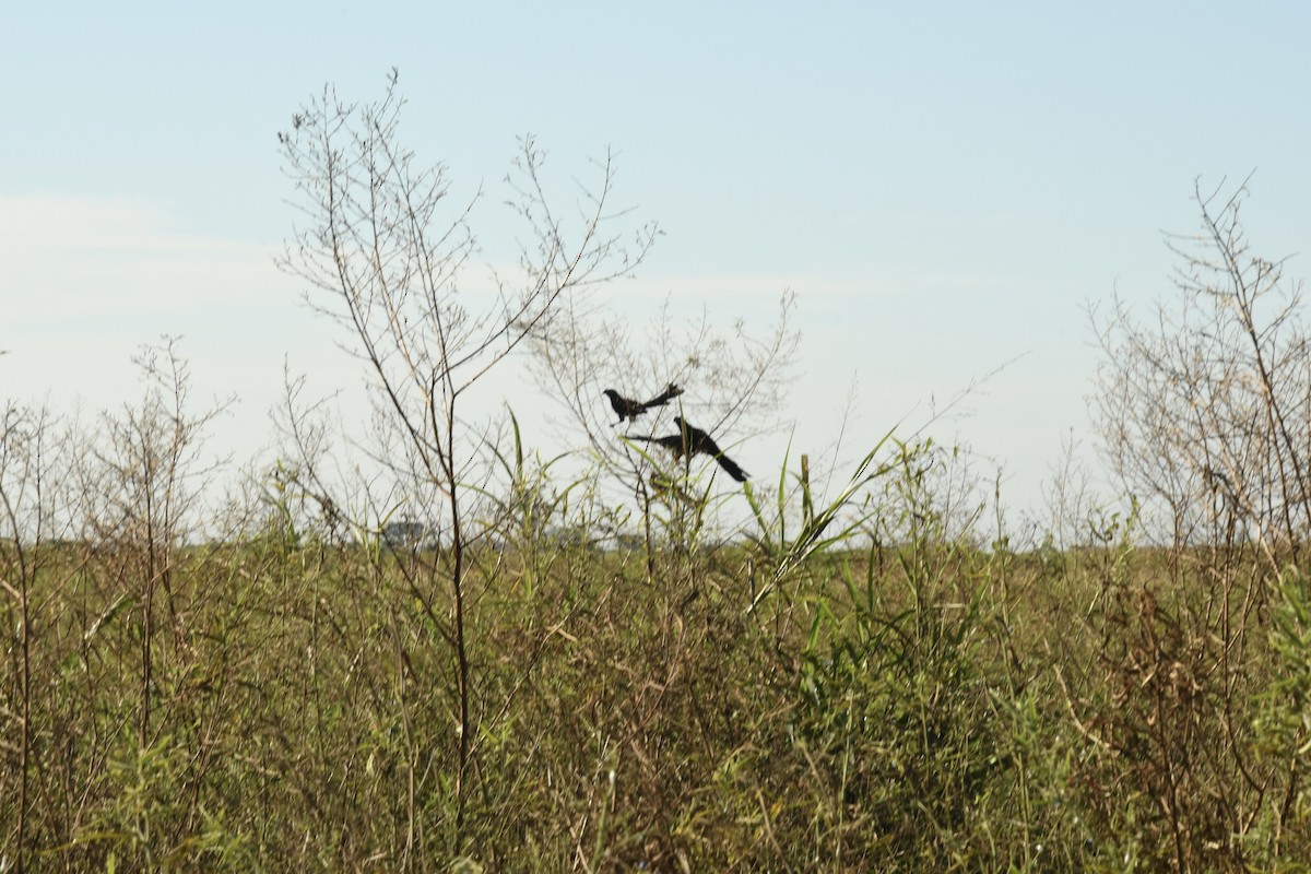 Большая ани - ML643437274