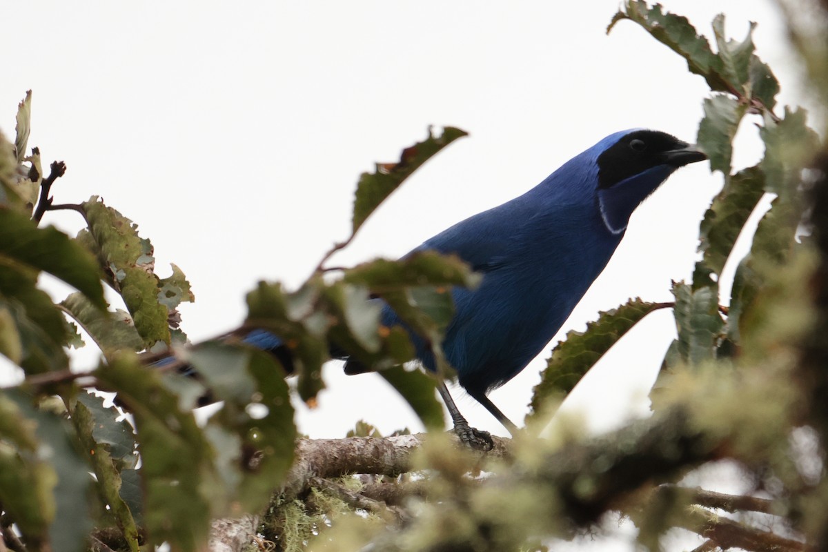 White-collared Jay - ML643437275