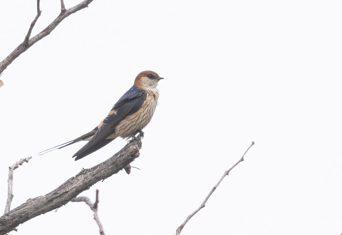 Greater Striped Swallow - ML643437276