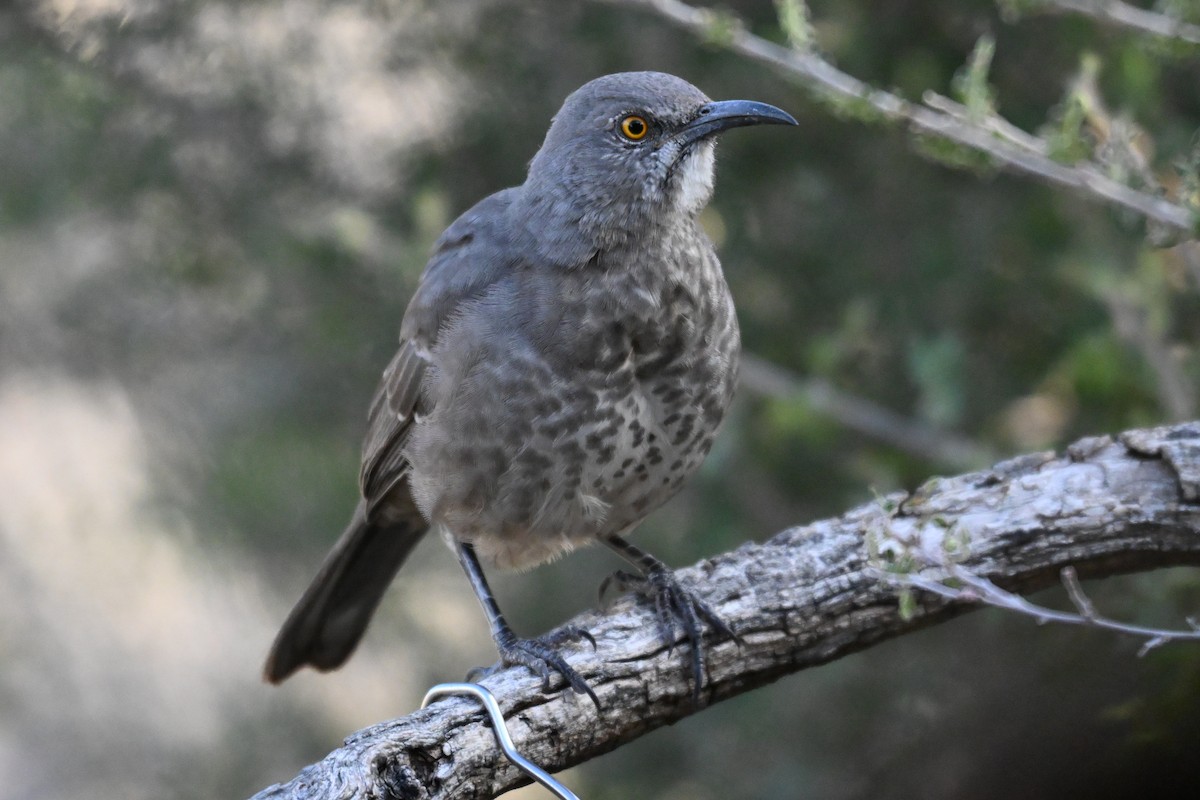 Кривоклювый пересмешник - ML643437286