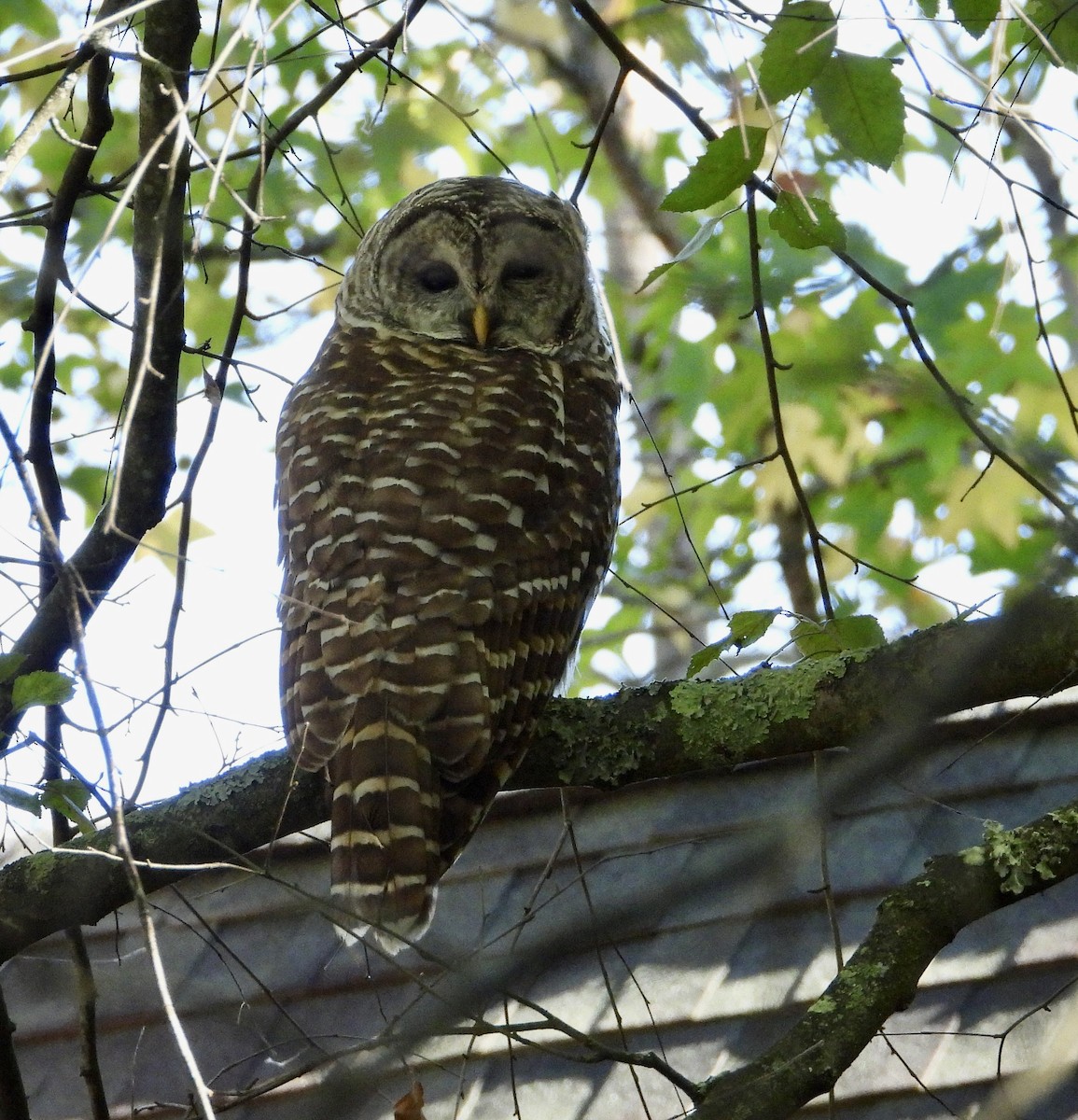 Barred Owl - ML643437294