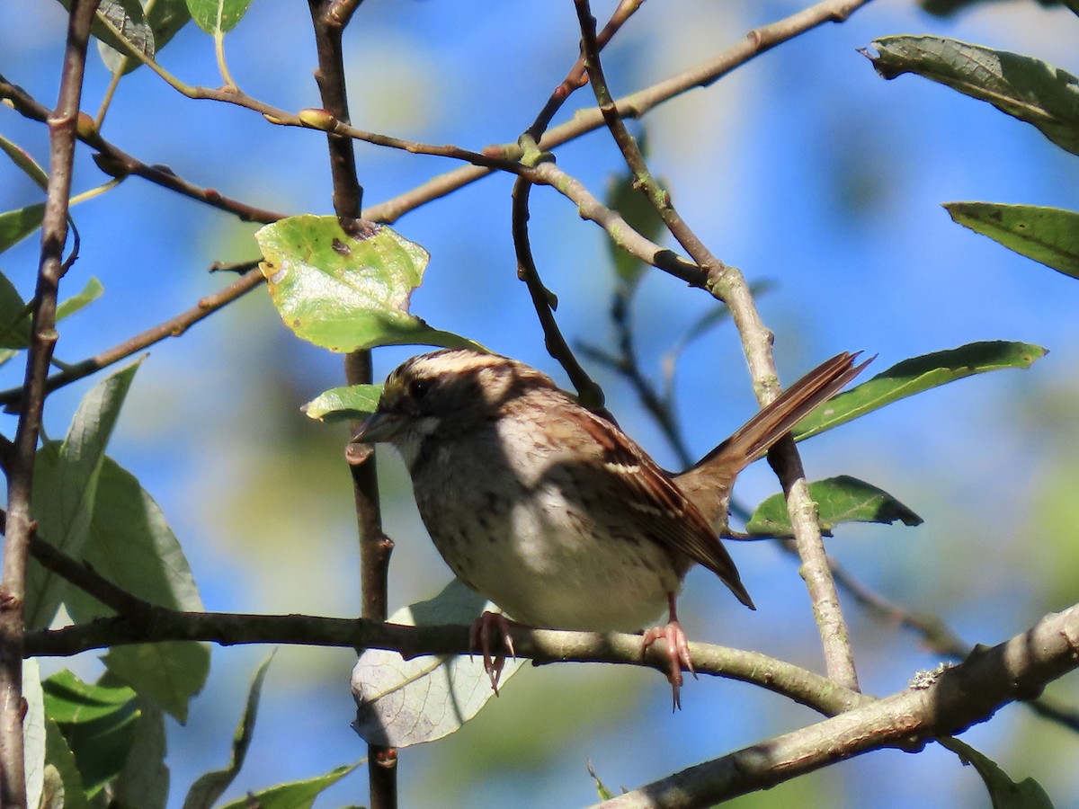 White-throated Sparrow - ML643437320