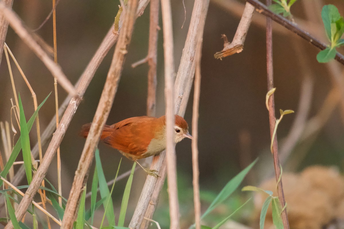 Rusty-backed Spinetail - ML643437322