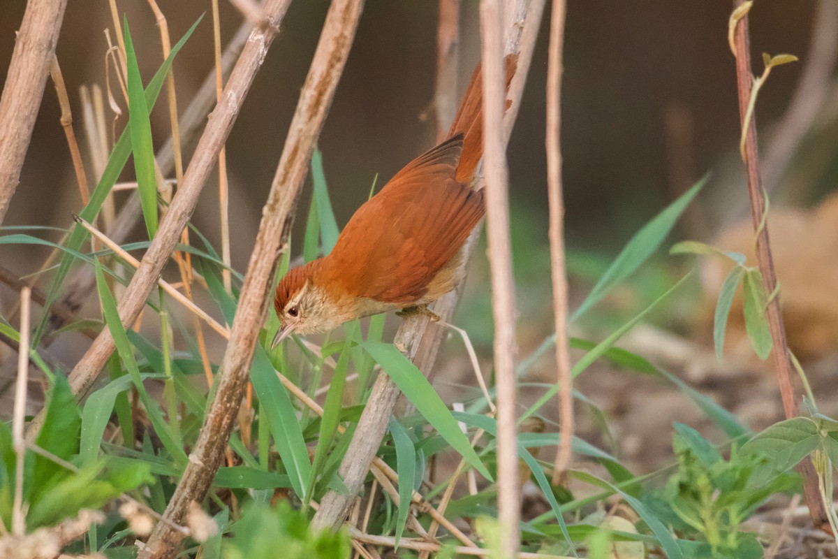 Rusty-backed Spinetail - ML643437323