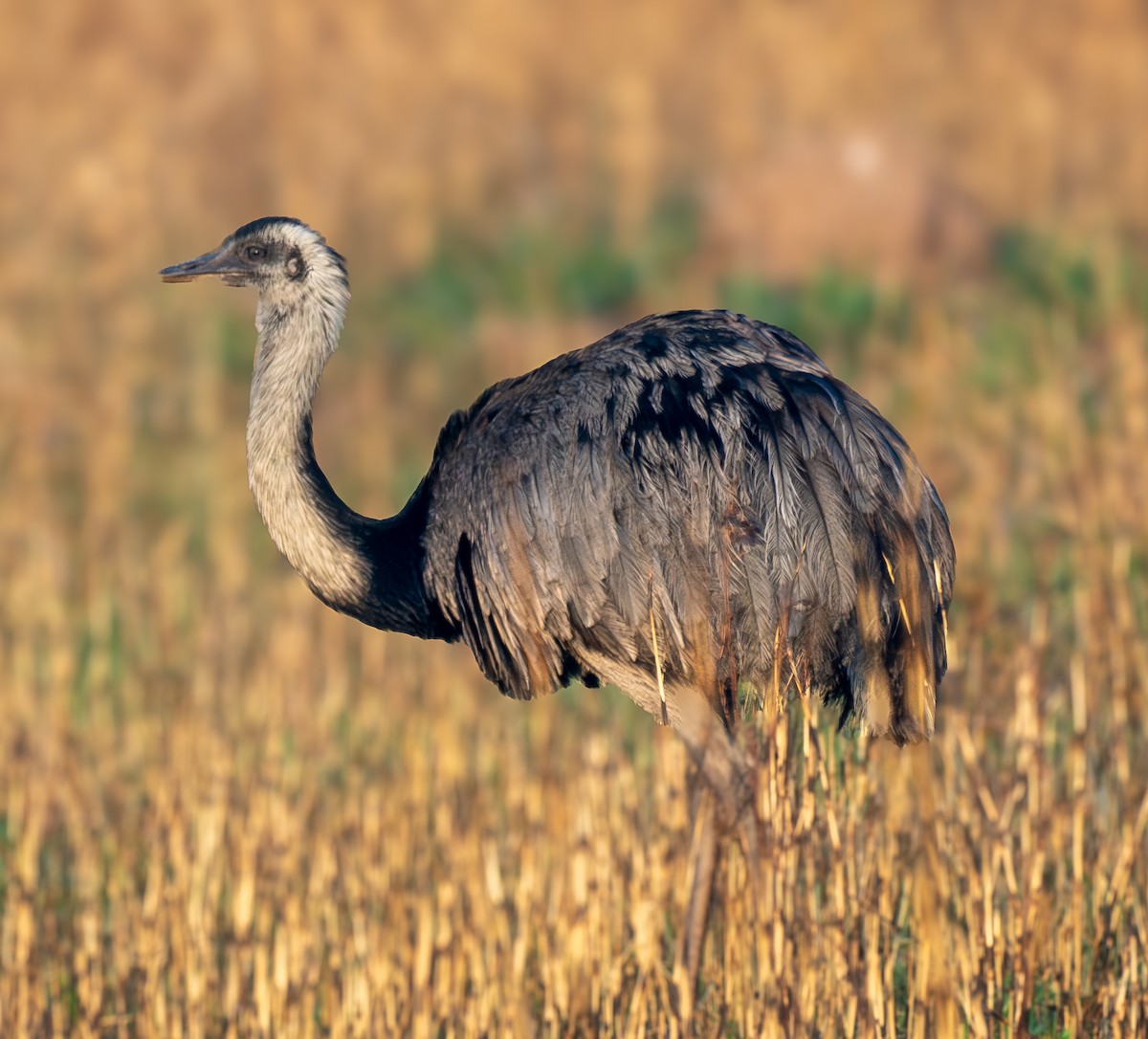 Greater Rhea - ML643437325