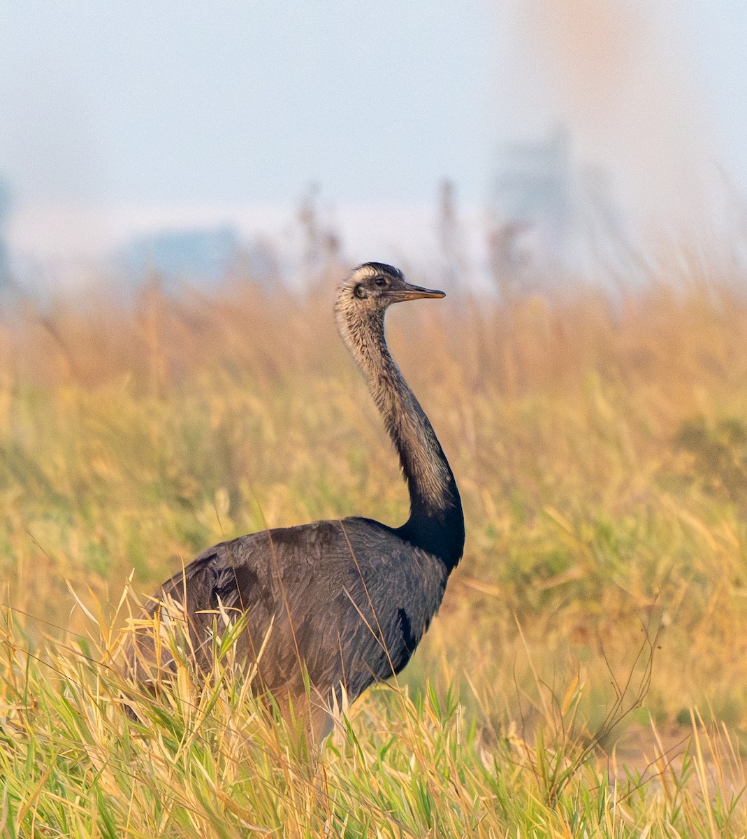 Greater Rhea - ML643437326