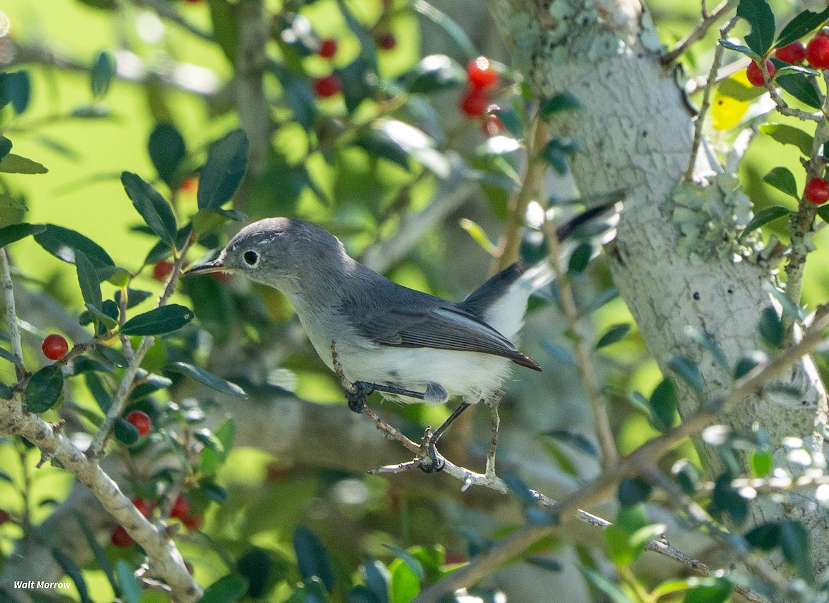 ברחשית כחלחלה - ML643437334
