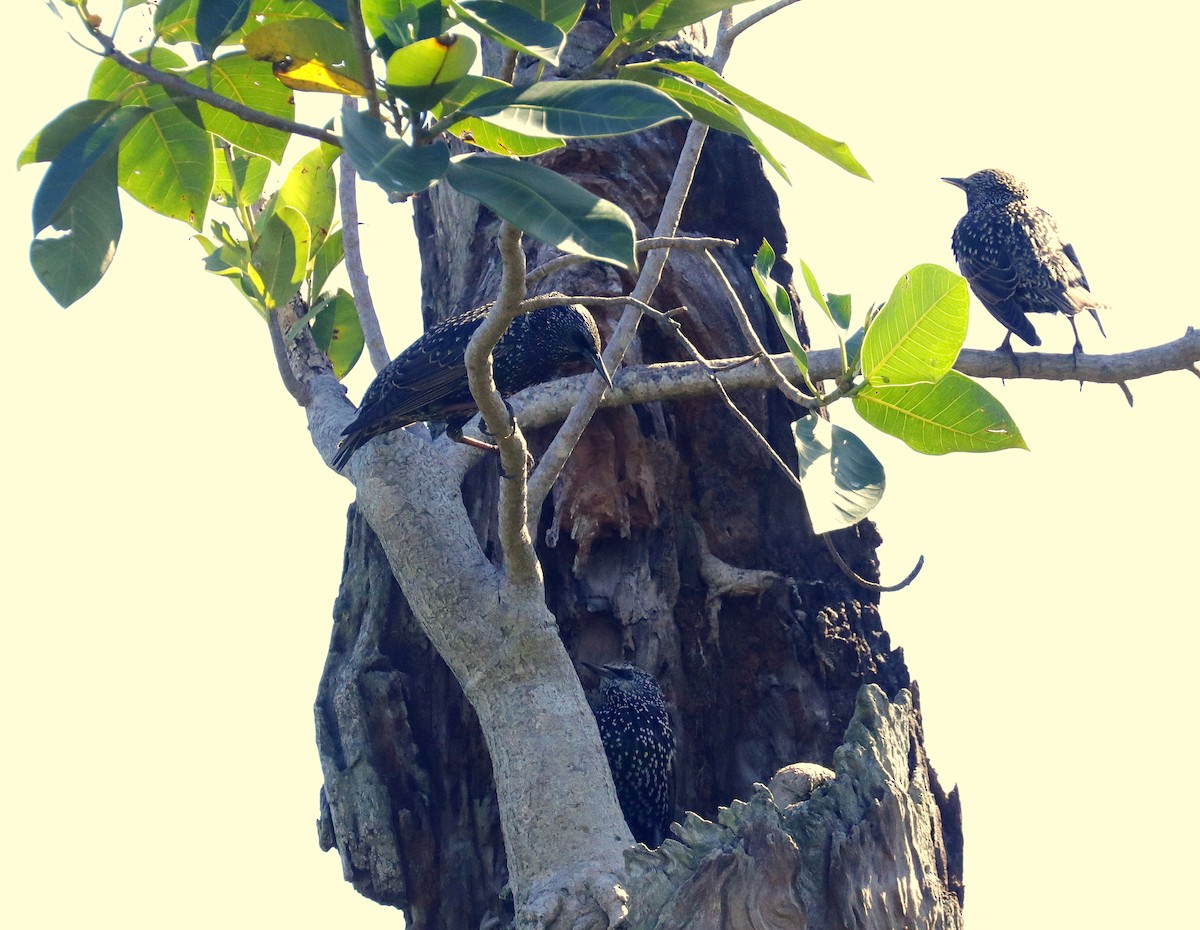 European Starling - ML643437335