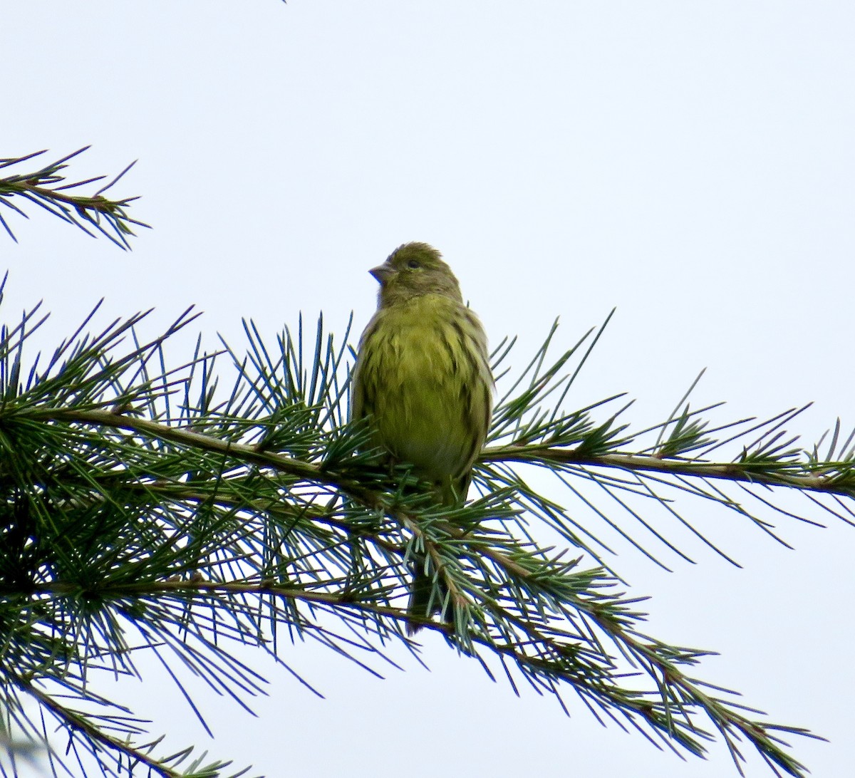 Serin cini - ML643437353