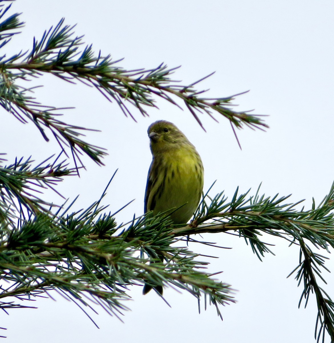 Serin cini - ML643437354