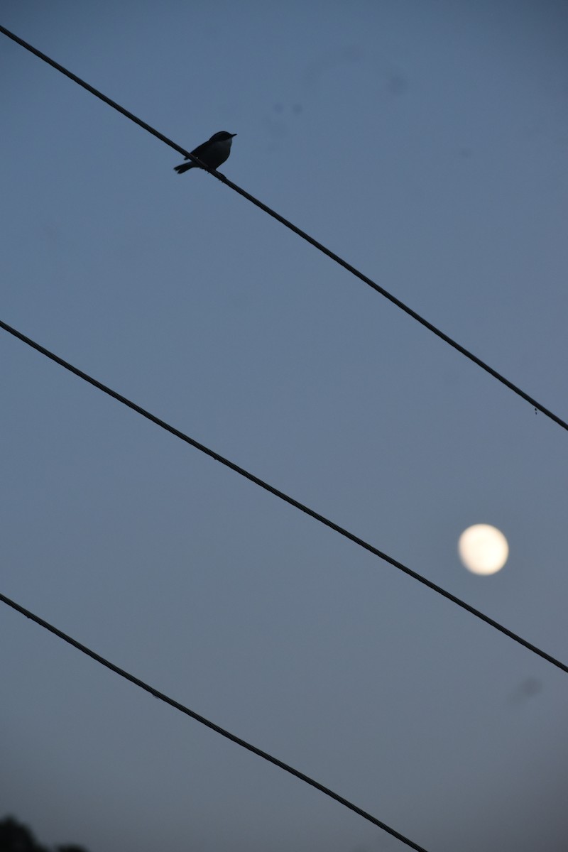 Gray Bushchat - ML643437361
