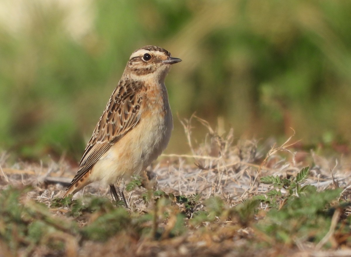 Tarier des prés - ML643437388