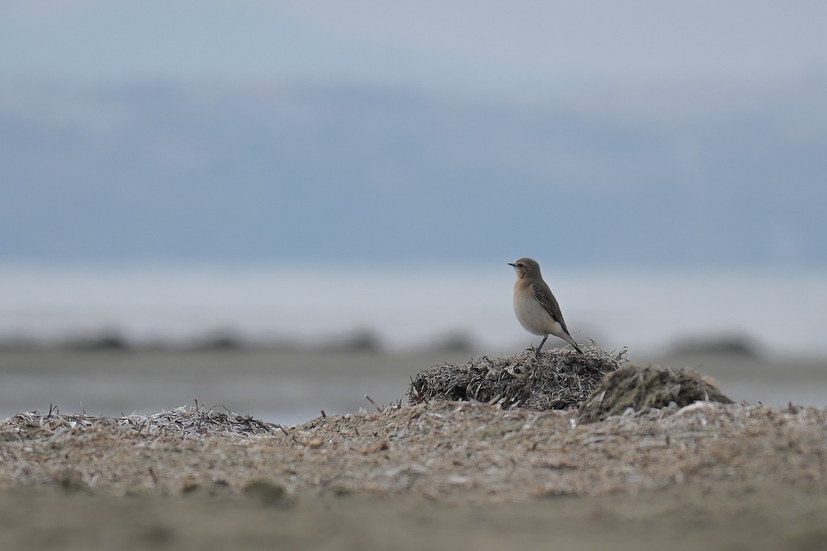 Northern Wheatear - ML643437395