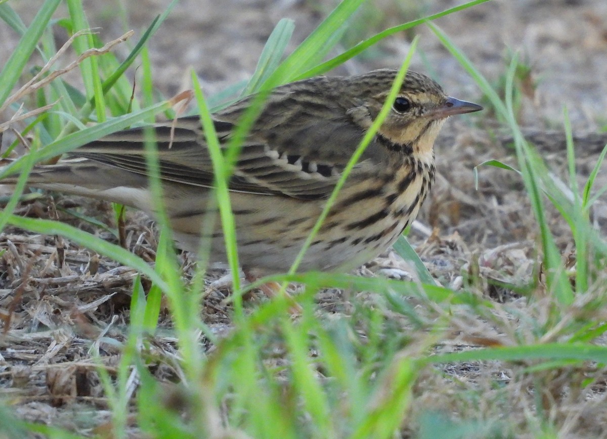 Pipit des arbres - ML643437401