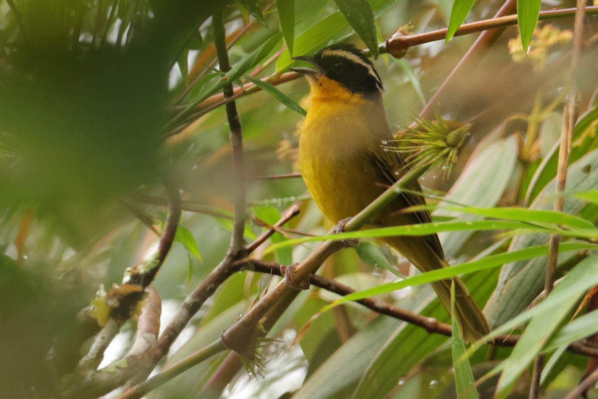 Black-capped Hemispingus - ML643437437