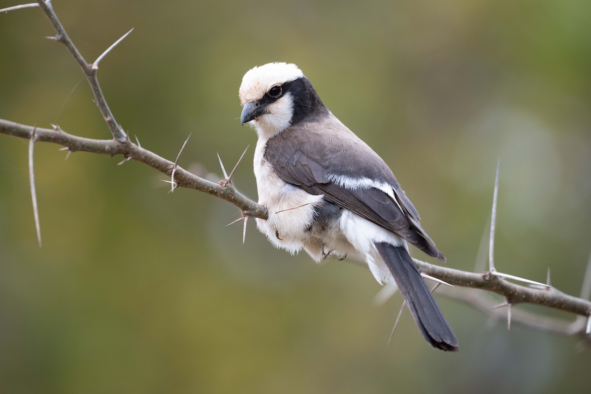 White-rumped Shrike - ML643437447