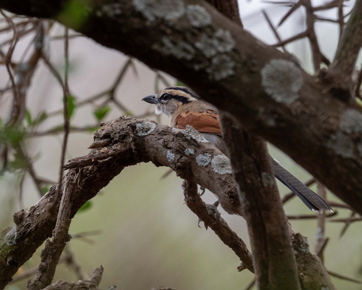 Brown-crowned Tchagra - ML643437449