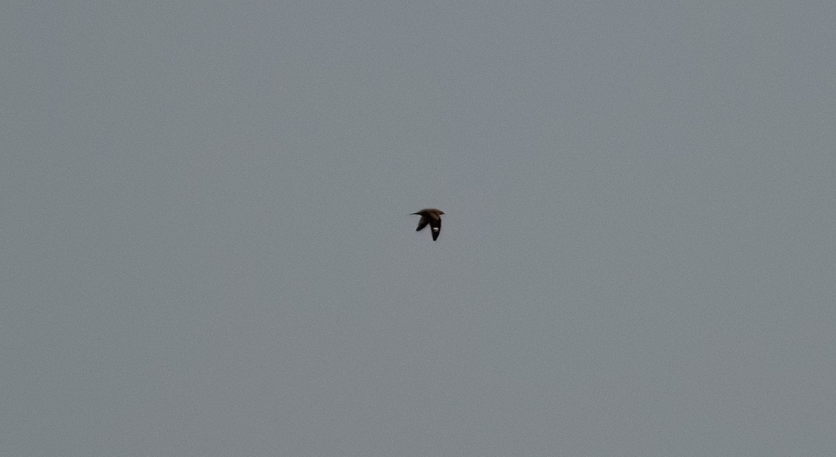 Common Nighthawk - ML643437458