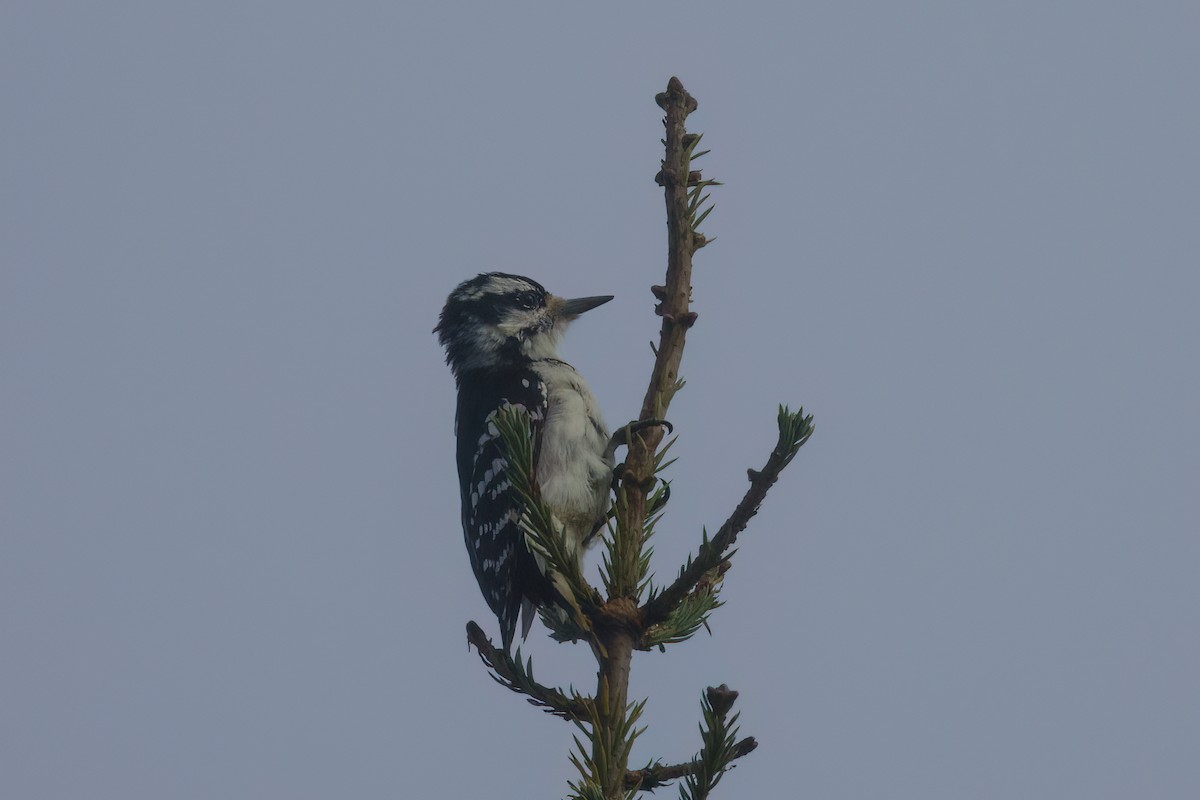 Downy Woodpecker - ML643437467
