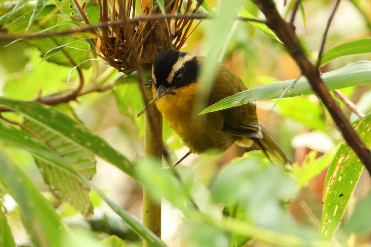Black-capped Hemispingus - ML643437472