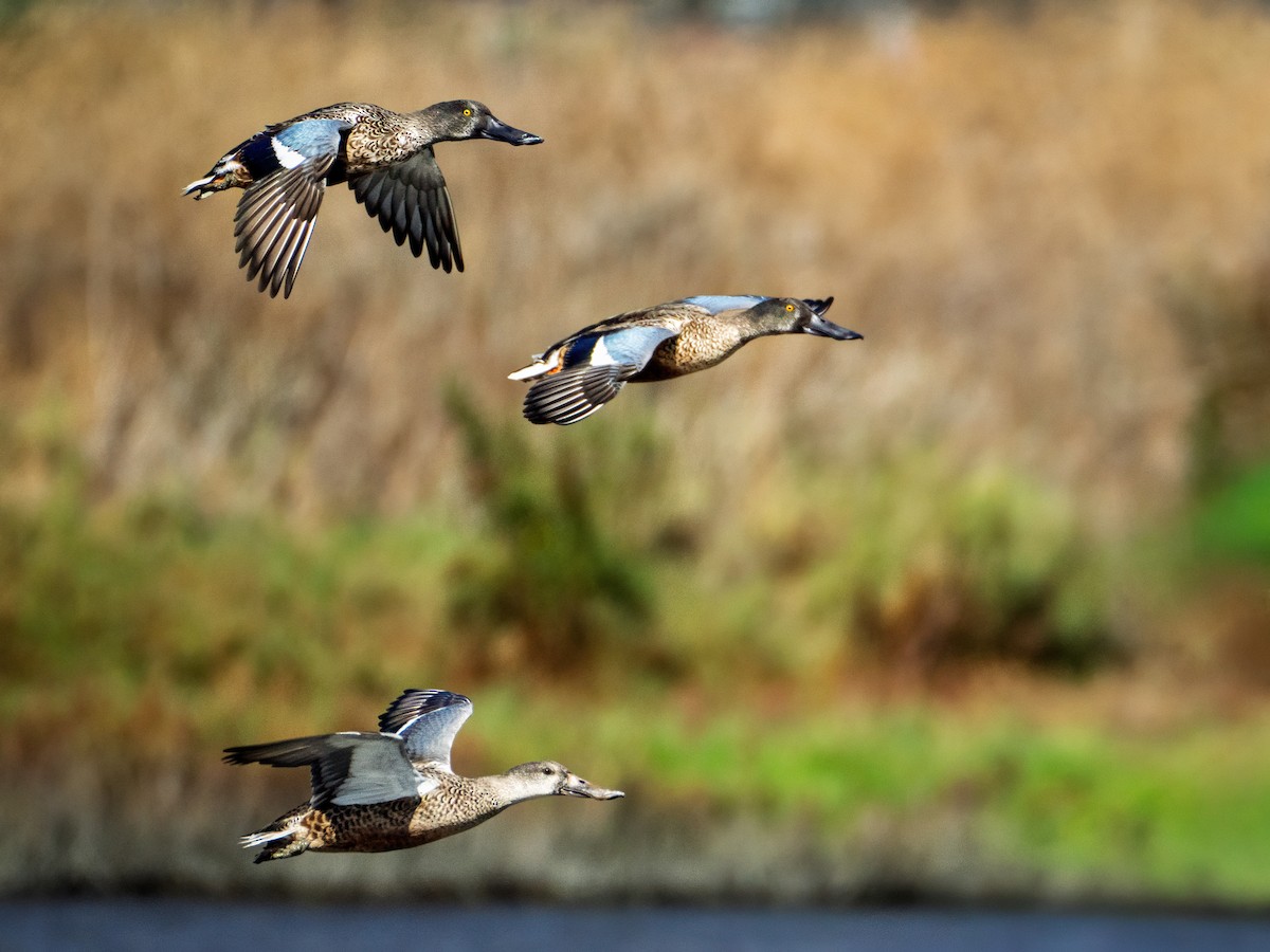 Canard souchet - ML643437491