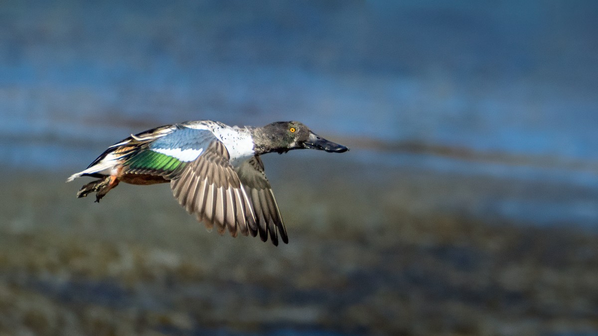 Canard souchet - ML643437492