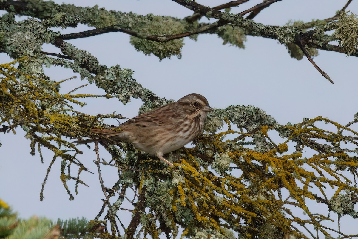 Song Sparrow - ML643437493