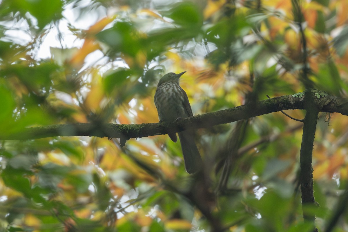 Javan Bulbul - ML643437494