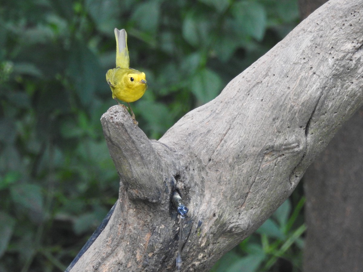 Wilson's Warbler - ML643437518