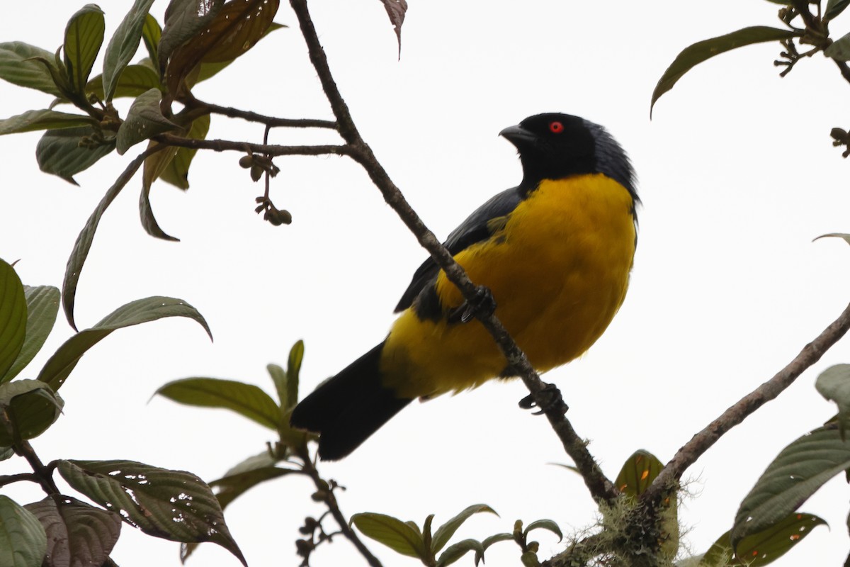 Hooded Mountain Tanager - ML643437521
