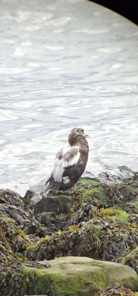 Spectacled Eider - ML643437529