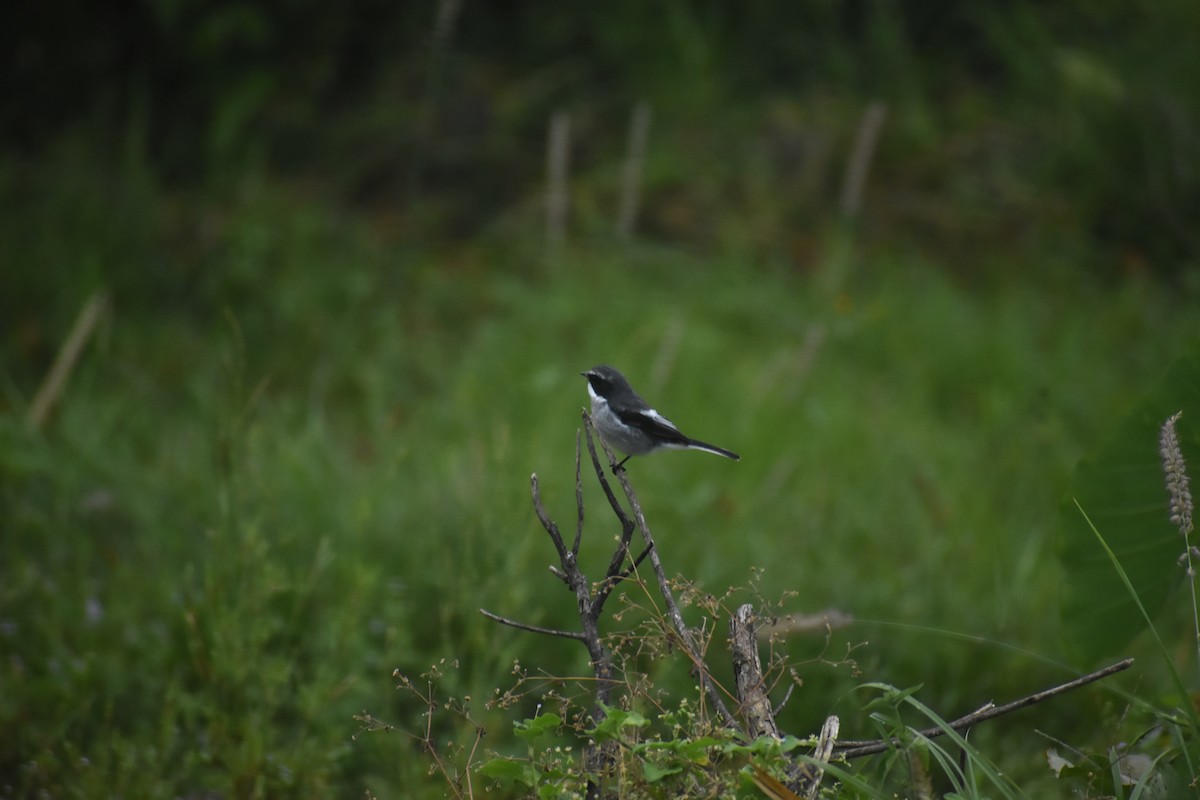 Gray Bushchat - ML643437534