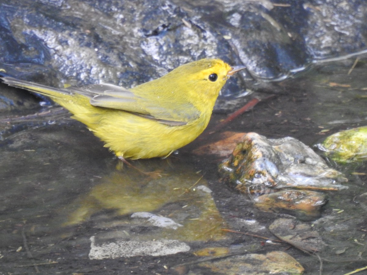 Wilson's Warbler - ML643437535