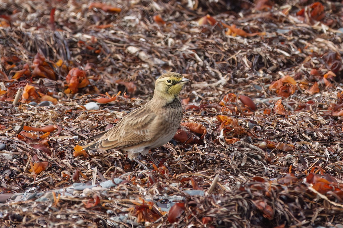 Horned Lark - ML643437542
