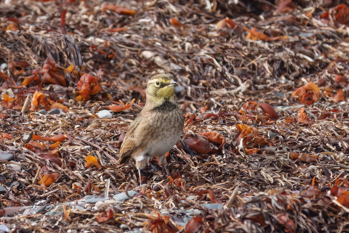 Horned Lark - ML643437543