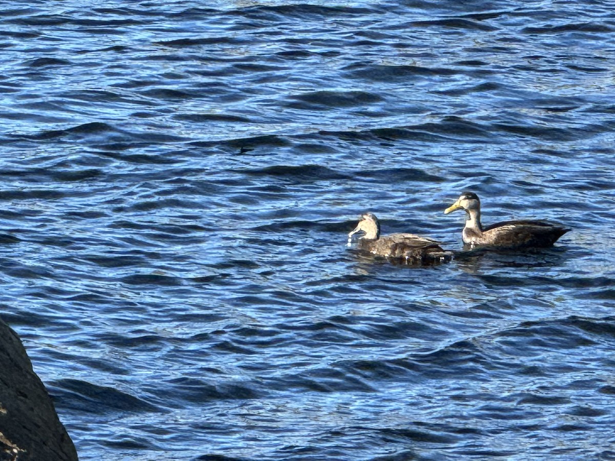 アメリカガモ - ML643437544