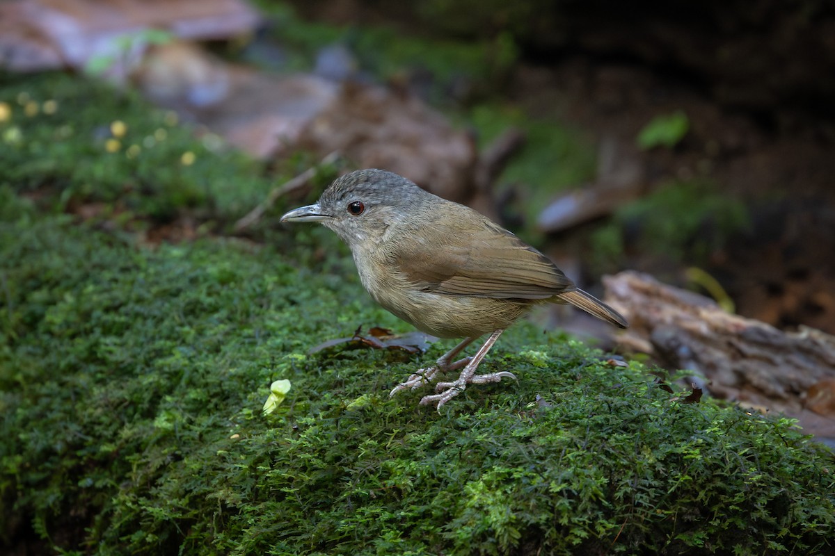 Horsfield's Babbler - ML643437553