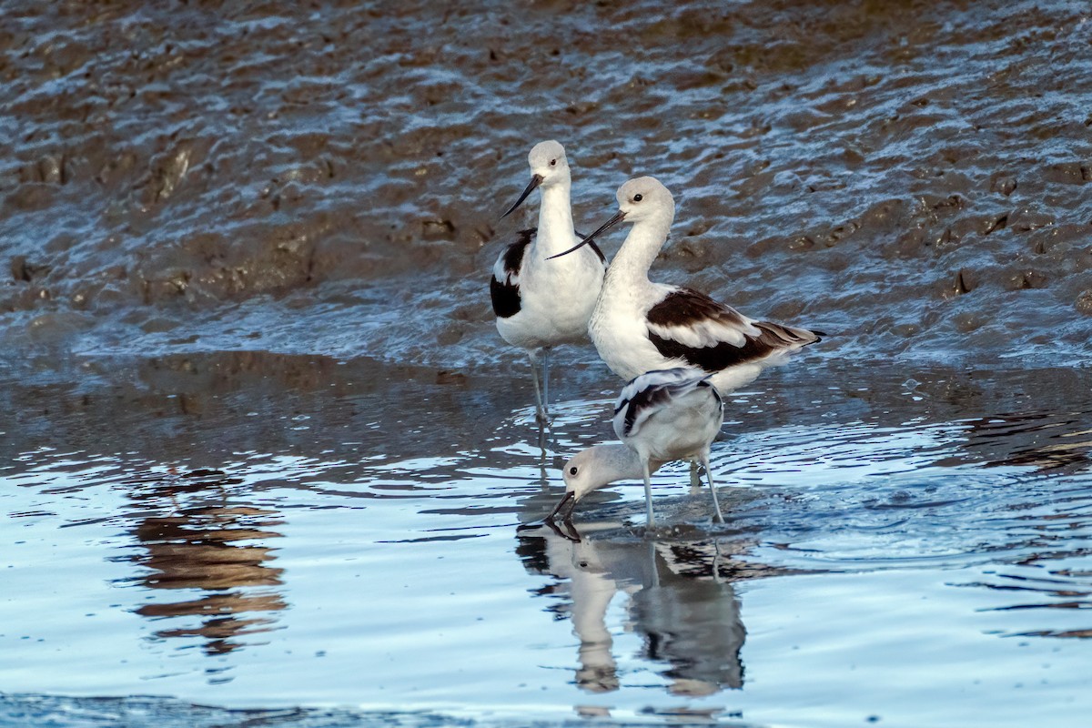 tenkozobec americký - ML643437557