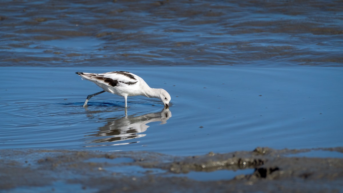 tenkozobec americký - ML643437558