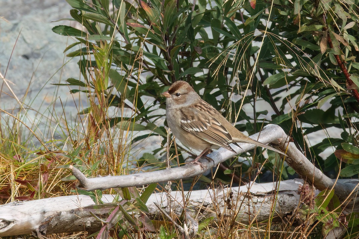 White-crowned Sparrow - ML643437565